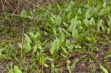 Bistorta officinalis. Вегетирующие растения в сообществе с цветущей Corydalis solida. Башкортостан, Белорецкий р-н, долина р. Зилим ниже дер. Бакеево, правый берег. 8 мая 2017 г.