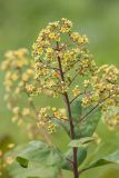 Cotinus coggygria. Ветвь с соцветием. Ростовская обл., Усть-Донецкий р-н, окр. хут. Коныгин, степной склон на границе с байрачным лесом в балке. 21.05.2017.