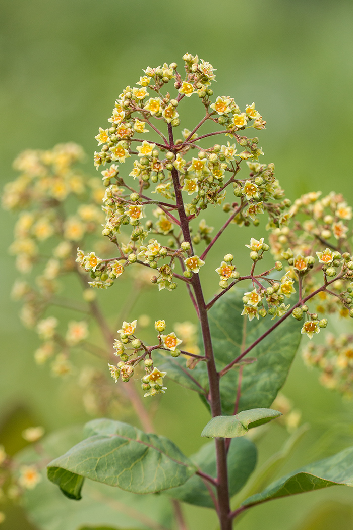 Image of Cotinus coggygria specimen.