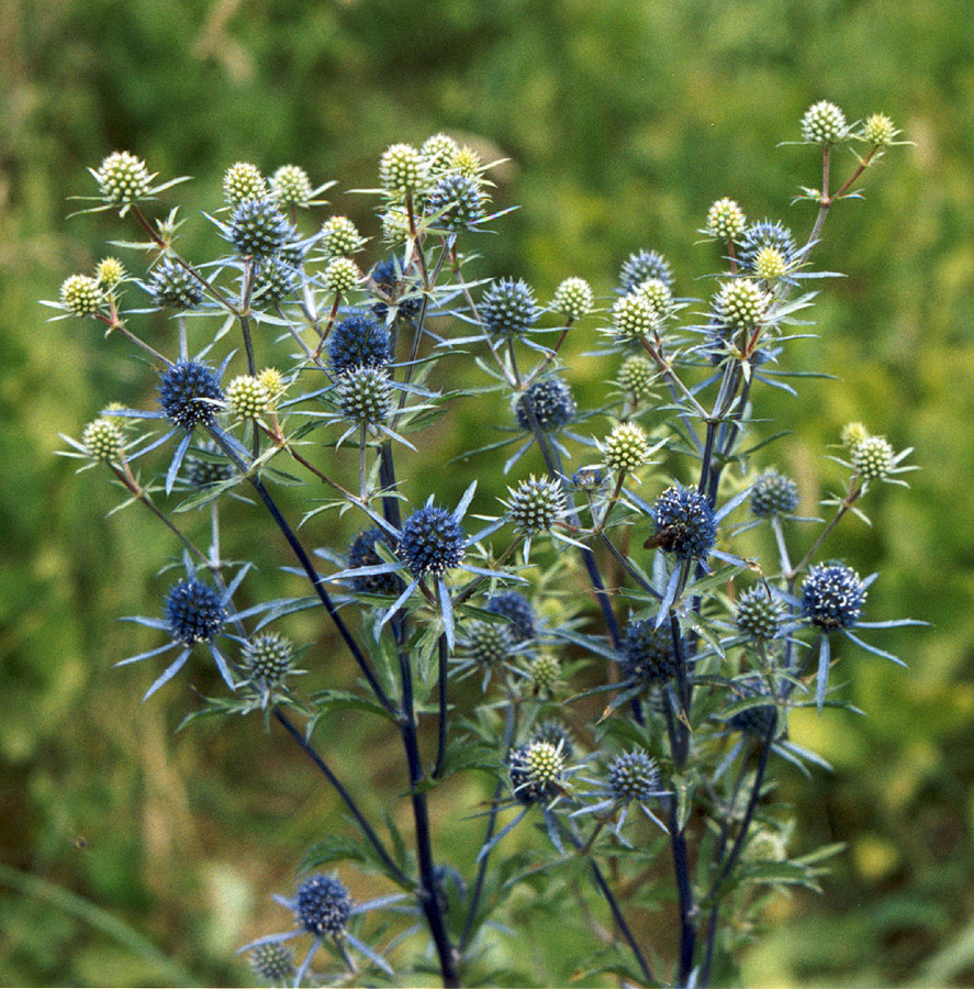 Изображение особи Eryngium planum.