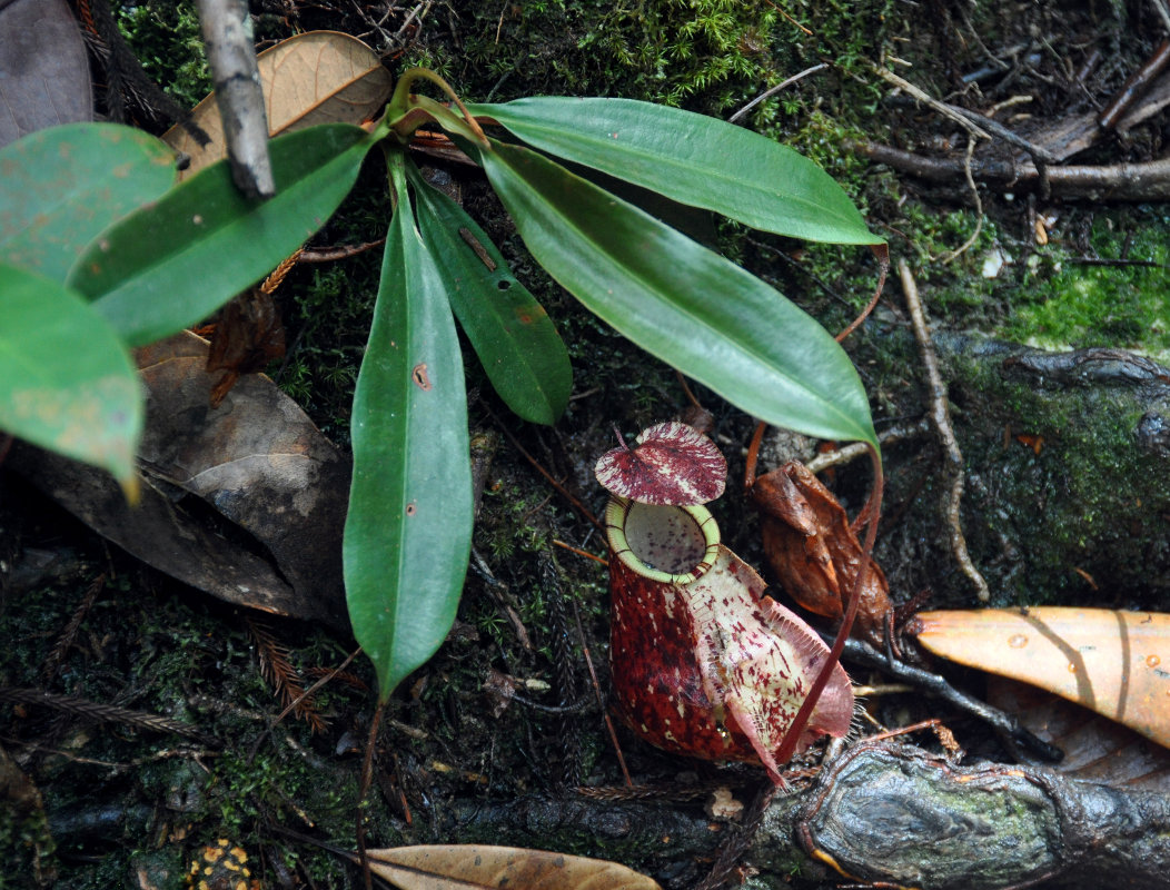 Изображение особи Nepenthes rafflesiana.