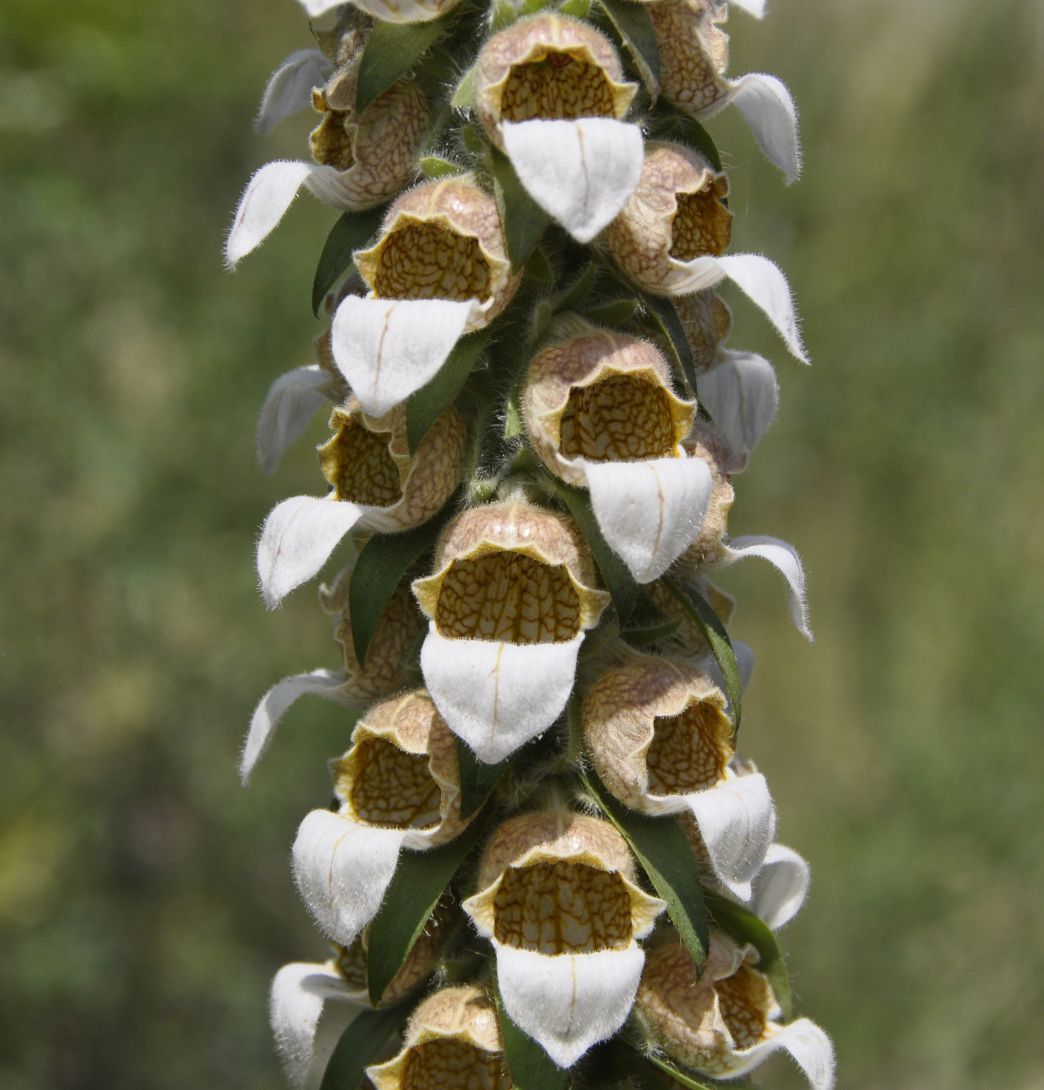 Изображение особи Digitalis lanata.