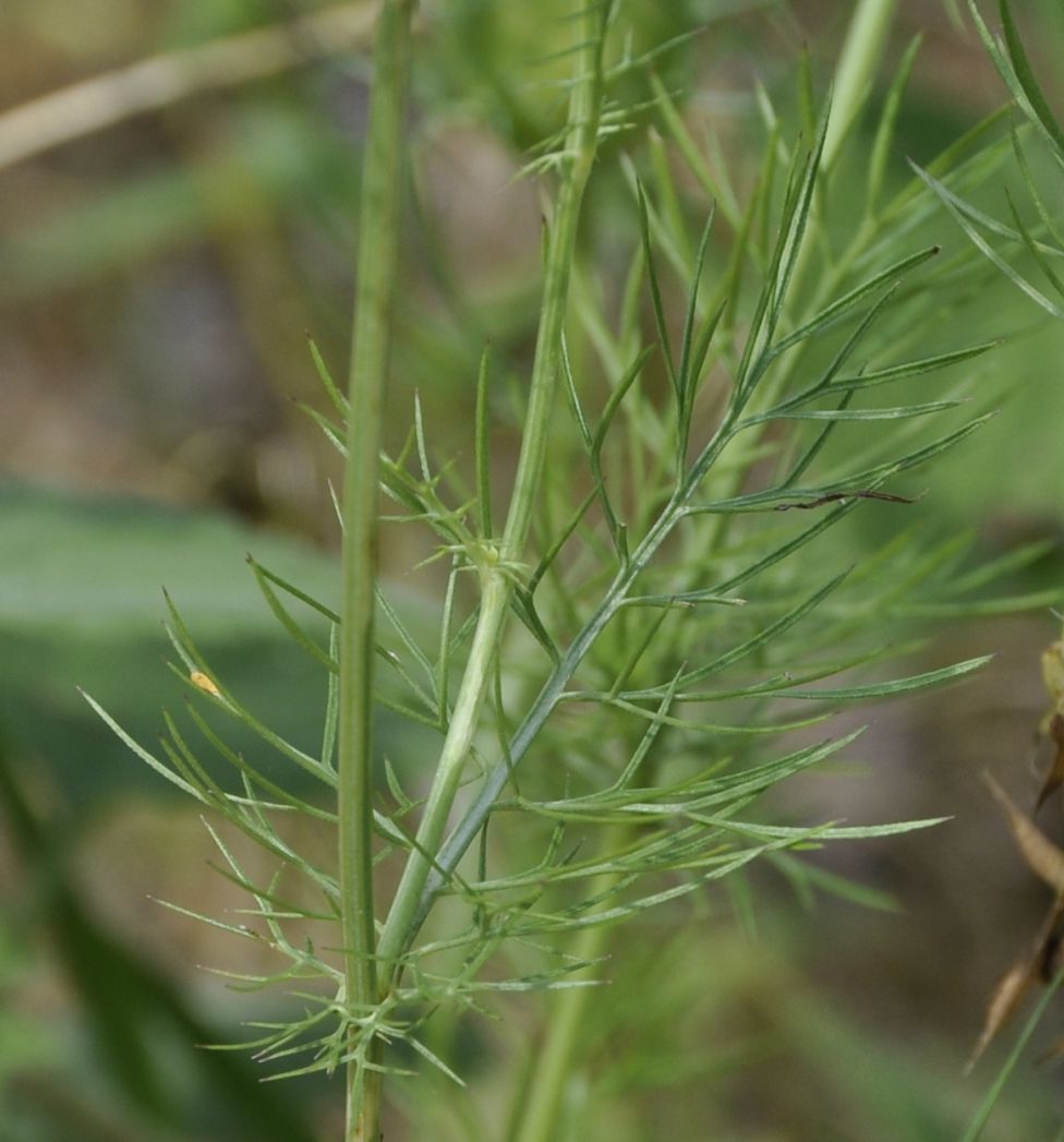 Image of Nigella damascena specimen.