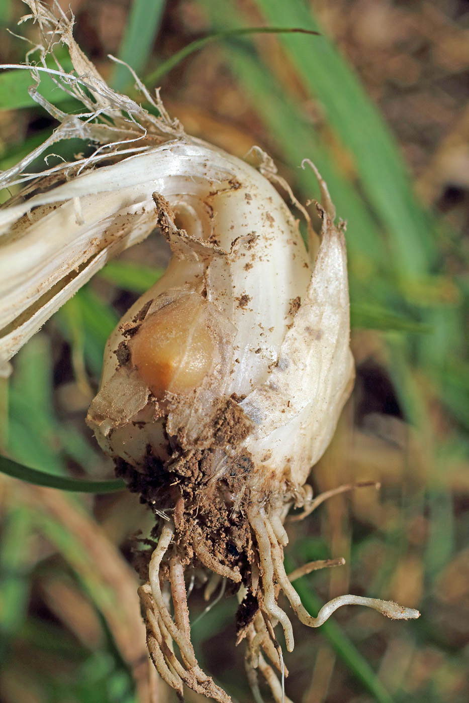 Image of Allium atroviolaceum specimen.