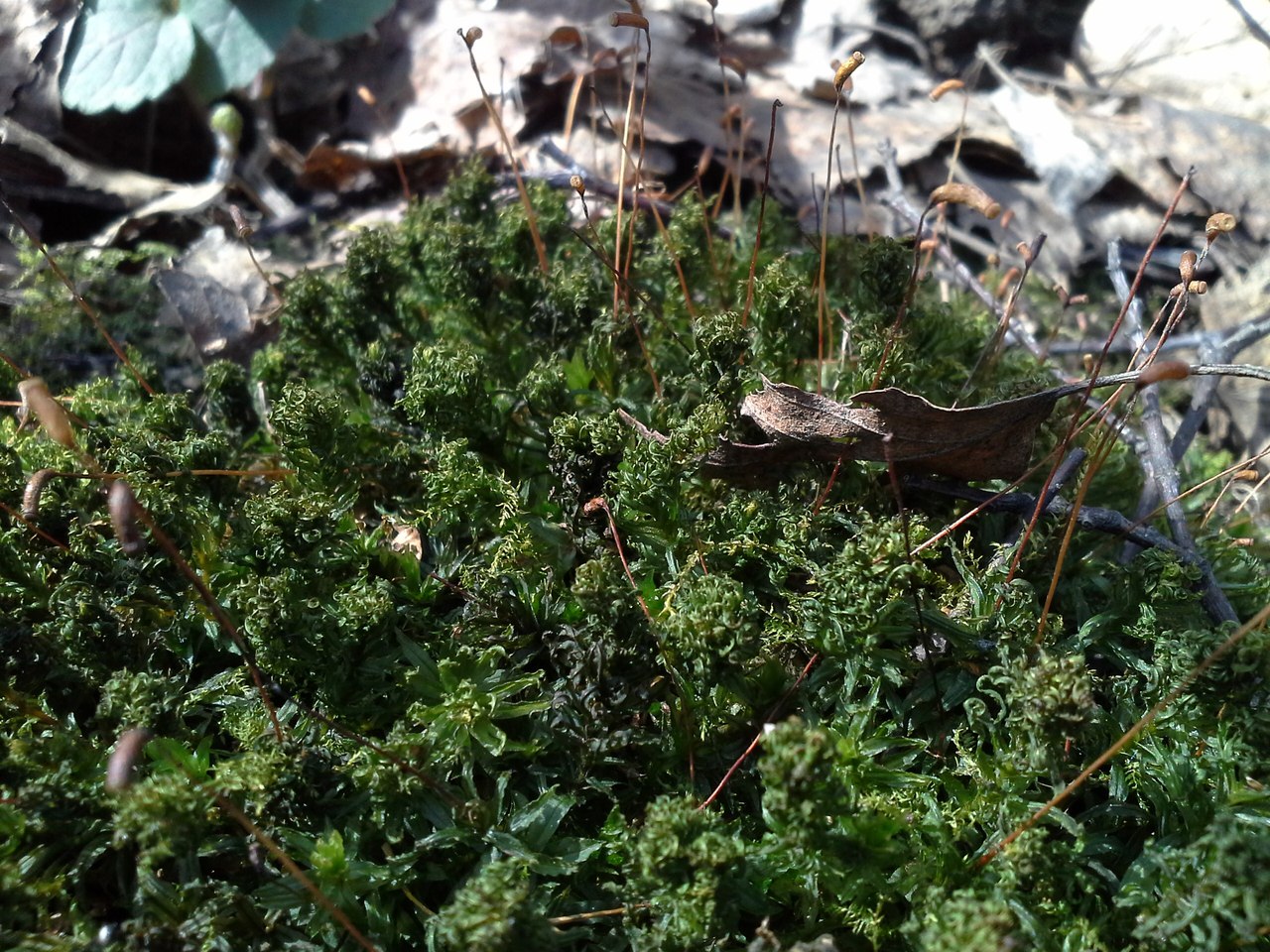 Image of Atrichum undulatum specimen.