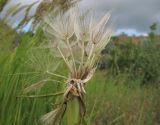 Tragopogon dubius. Зрелое соплодие с частично облетевшими семянками. Краснодарский край, Темрюкский р-н, гора Дубовый Рынок, разнотравно-злаковый луг. 17.06.2017.