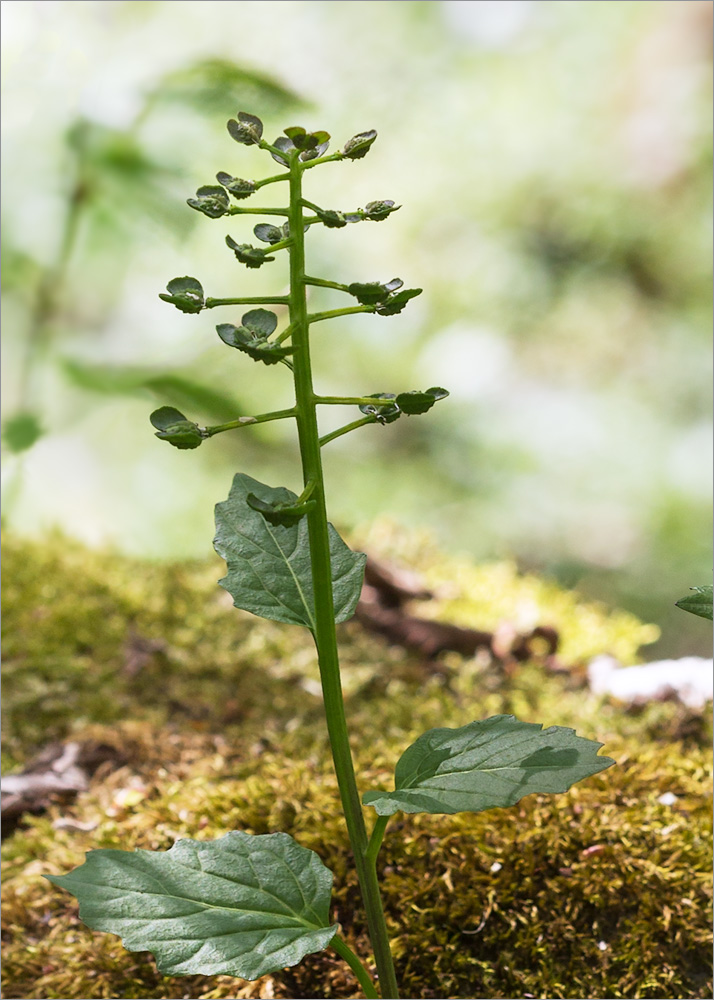 Изображение особи Pachyphragma macrophyllum.