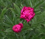 Paeonia lactiflora