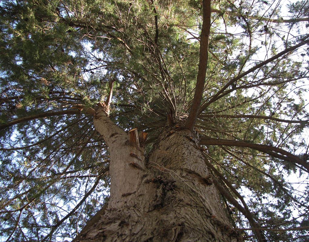 Image of Pinus pityusa specimen.