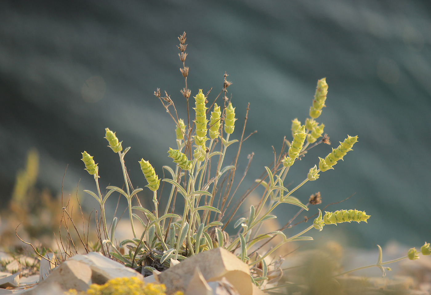 Image of Sideritis euxina specimen.