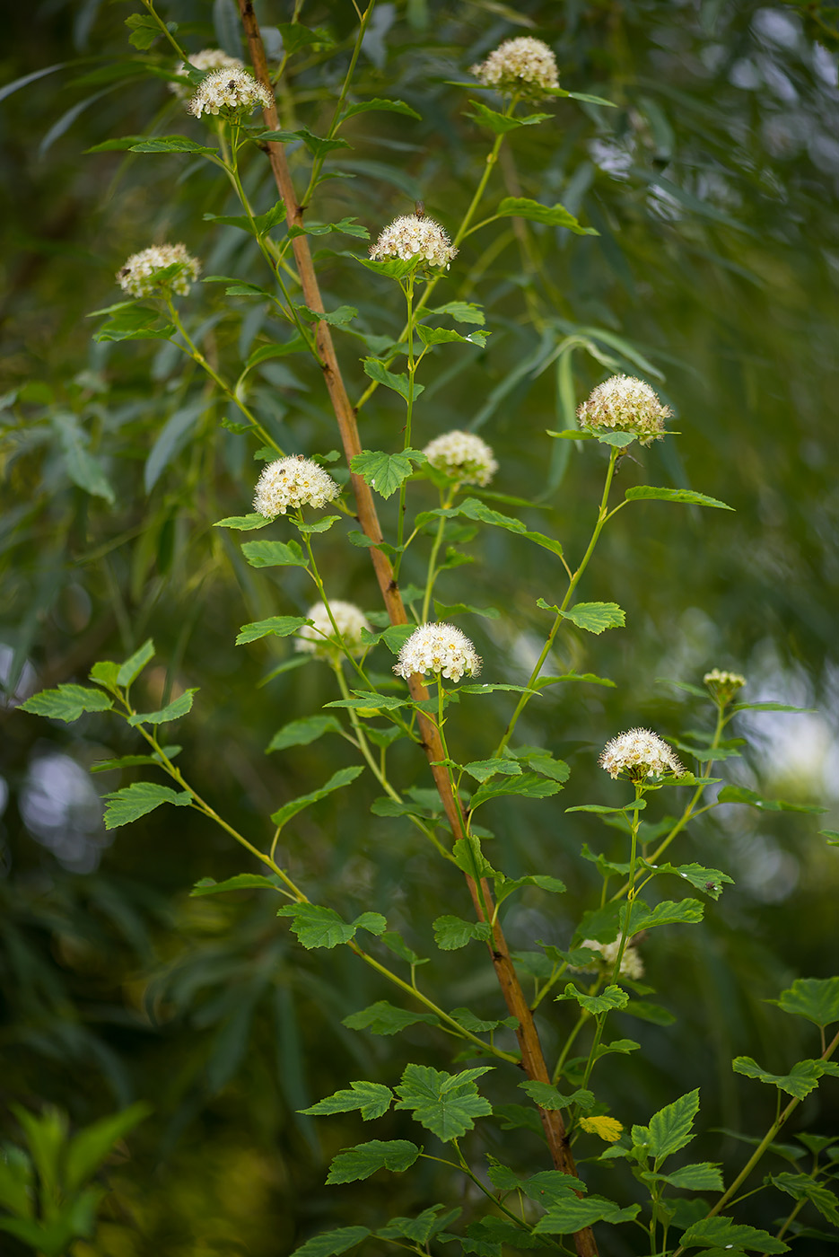 Image of Physocarpus opulifolius specimen.