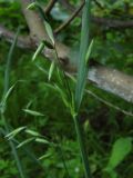 Avena sativa