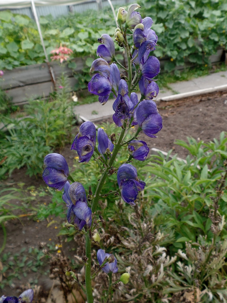 Image of Aconitum &times; stoerkianum specimen.