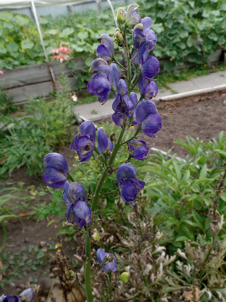 Изображение особи Aconitum &times; stoerkianum.