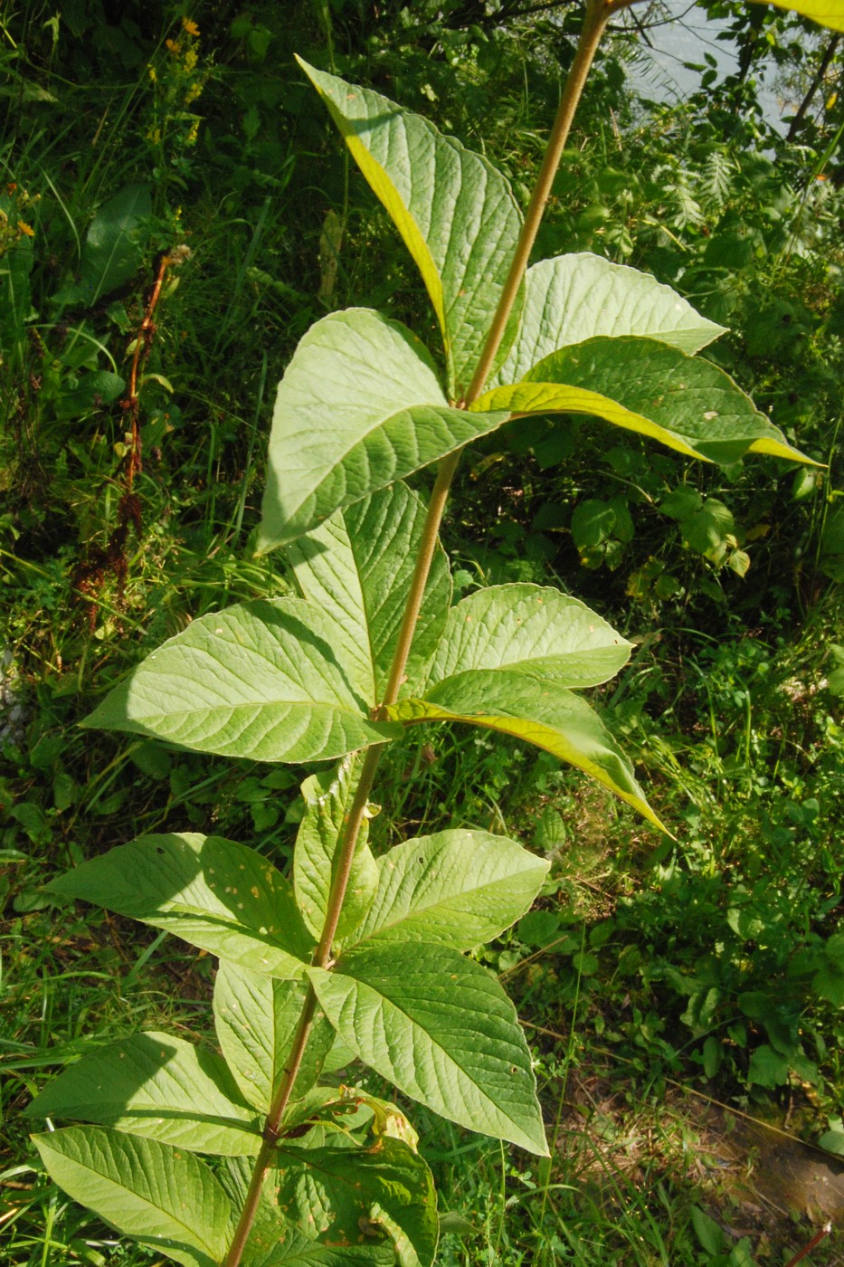 Изображение особи Lysimachia vulgaris.