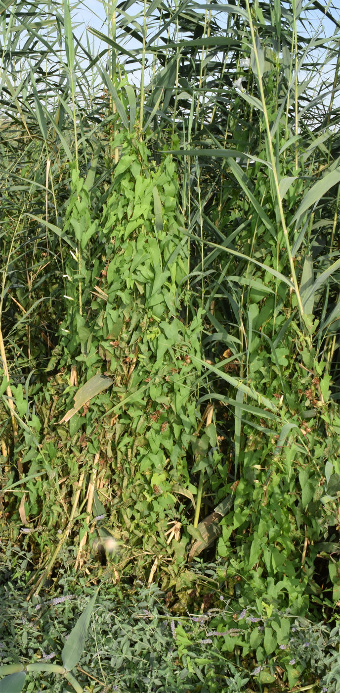 Image of Calystegia sepium specimen.