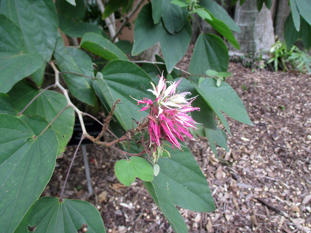 Image of Bauhinia divaricata specimen.