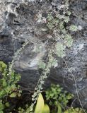 Artemisia frigida. Цветущее растение. Алтай, окр. п. Манжерок, скала на г. Черепан. 26.08.2009.