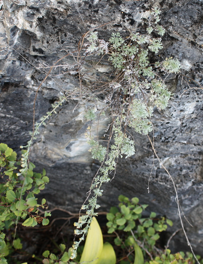 Изображение особи Artemisia frigida.