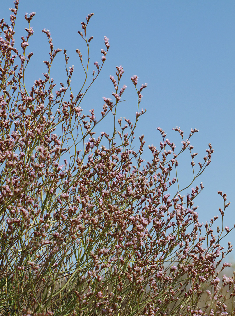 Image of Limonium leptophyllum specimen.