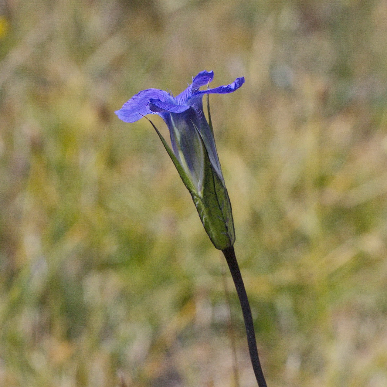 Image of Gentianopsis barbata specimen.