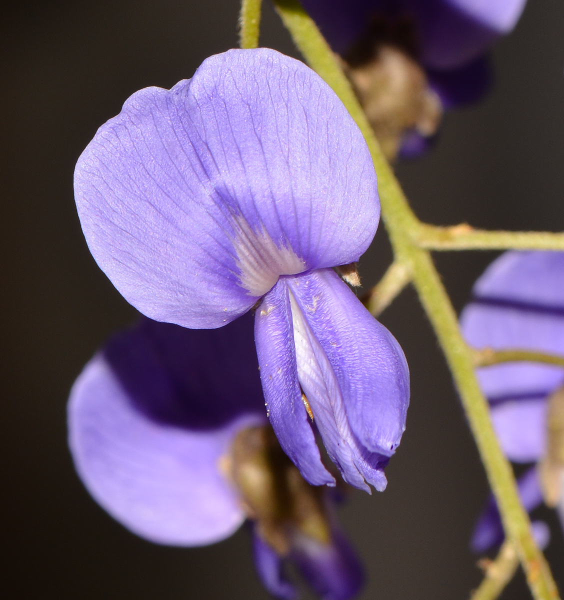 Image of Bolusanthus speciosus specimen.