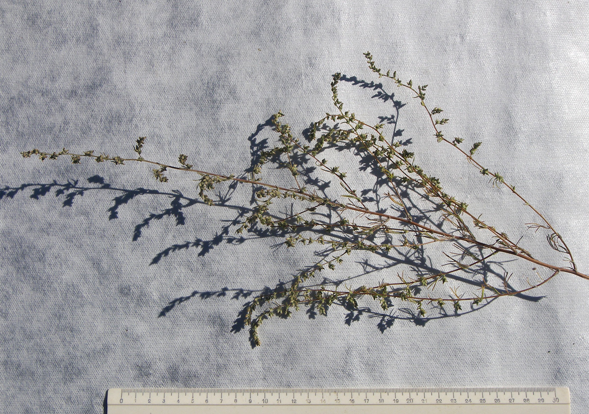 Image of Artemisia marschalliana specimen.