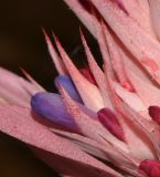 Aechmea fasciata. Цветок и отцветающие цветки среди прицветных листьев. Израиль, Шарон, г. Герцлия, во дворе. 30.07.2017.