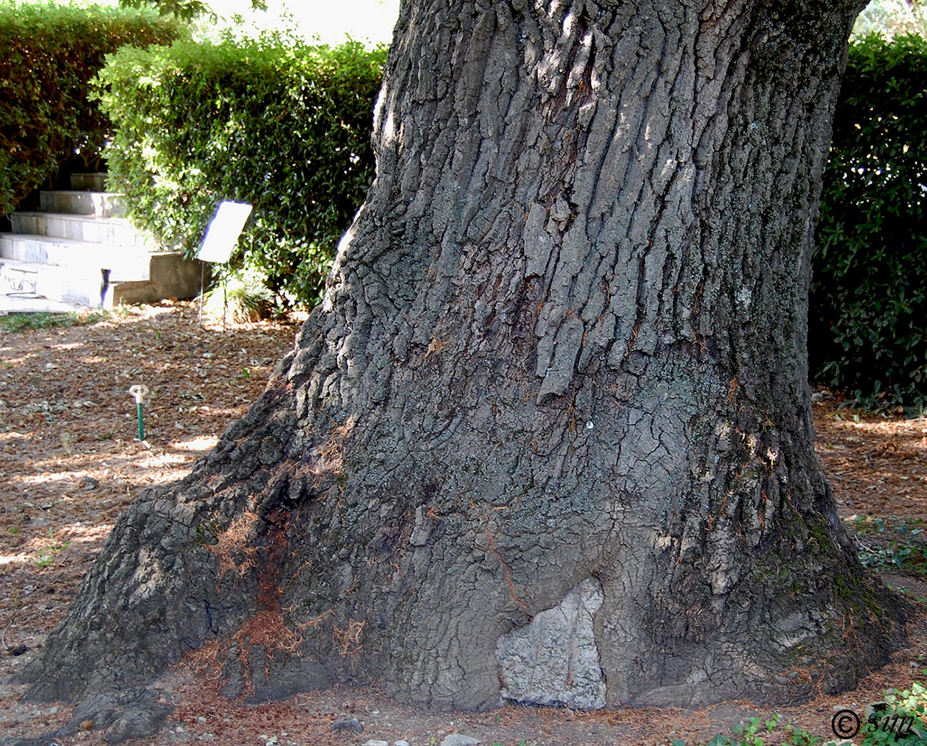 Изображение особи Quercus cerris.