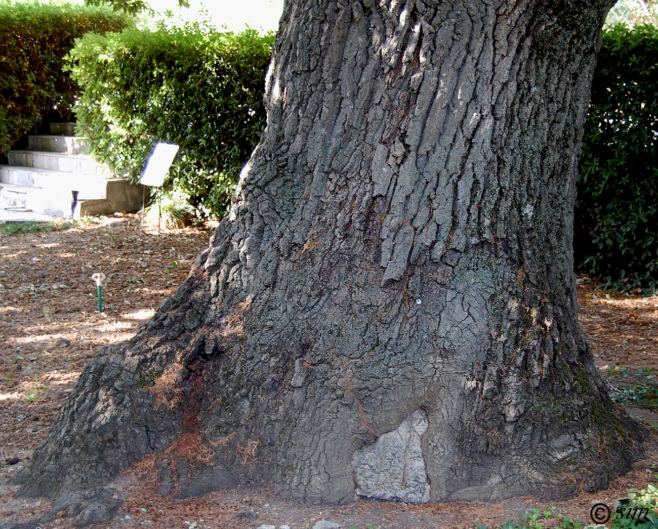 Image of Quercus cerris specimen.