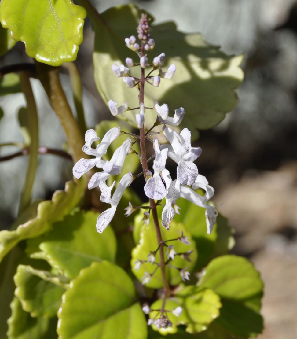 Image of Plectranthus verticillatus specimen.