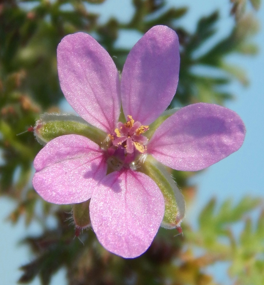 Изображение особи Erodium cicutarium.