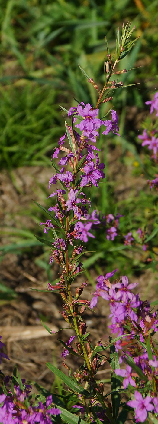 Image of Lythrum virgatum specimen.