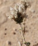 Thymbra capitata