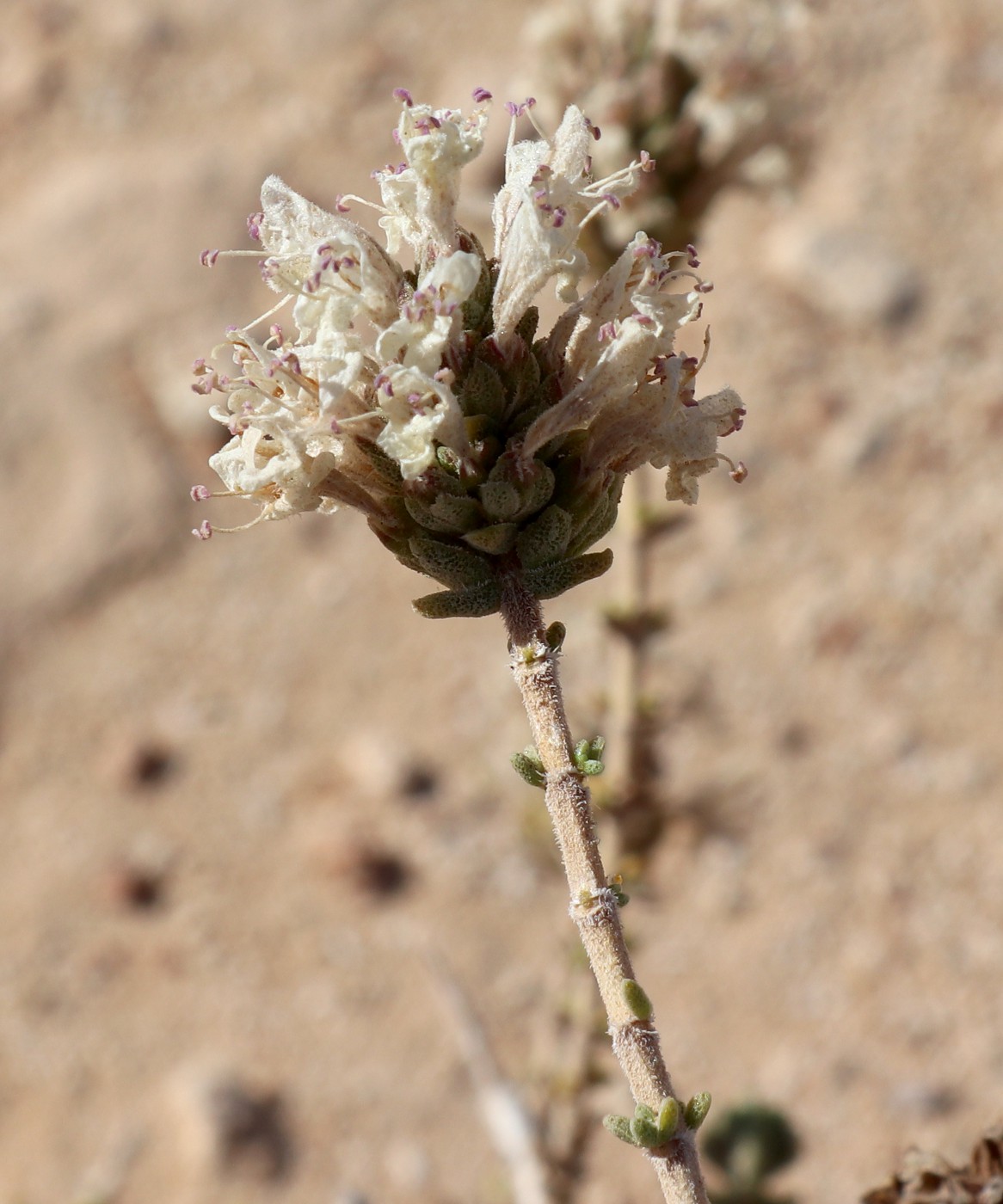 Image of Thymbra capitata specimen.