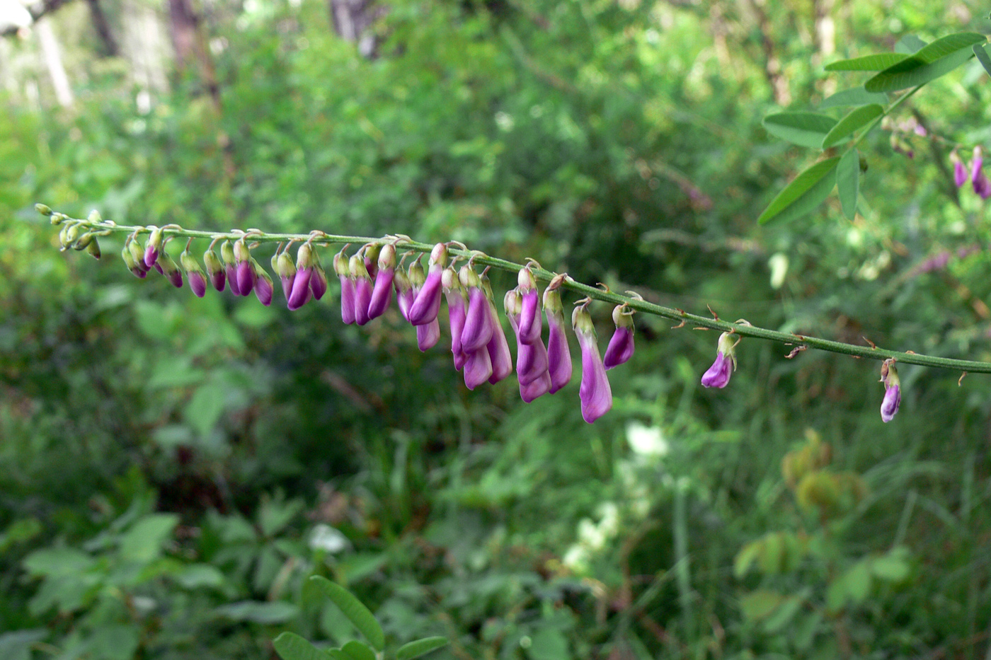 Image of Hedysarum alpinum specimen.