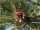 Pinus pallasiana