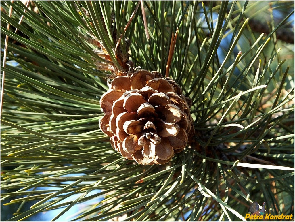 Изображение особи Pinus pallasiana.