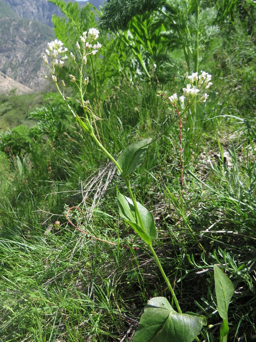 Image of Stubendorffia aptera specimen.