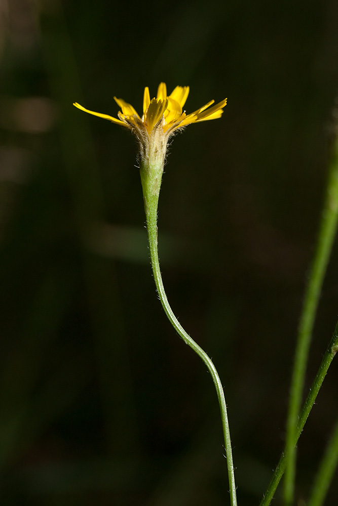 Image of Scorzoneroides autumnalis specimen.