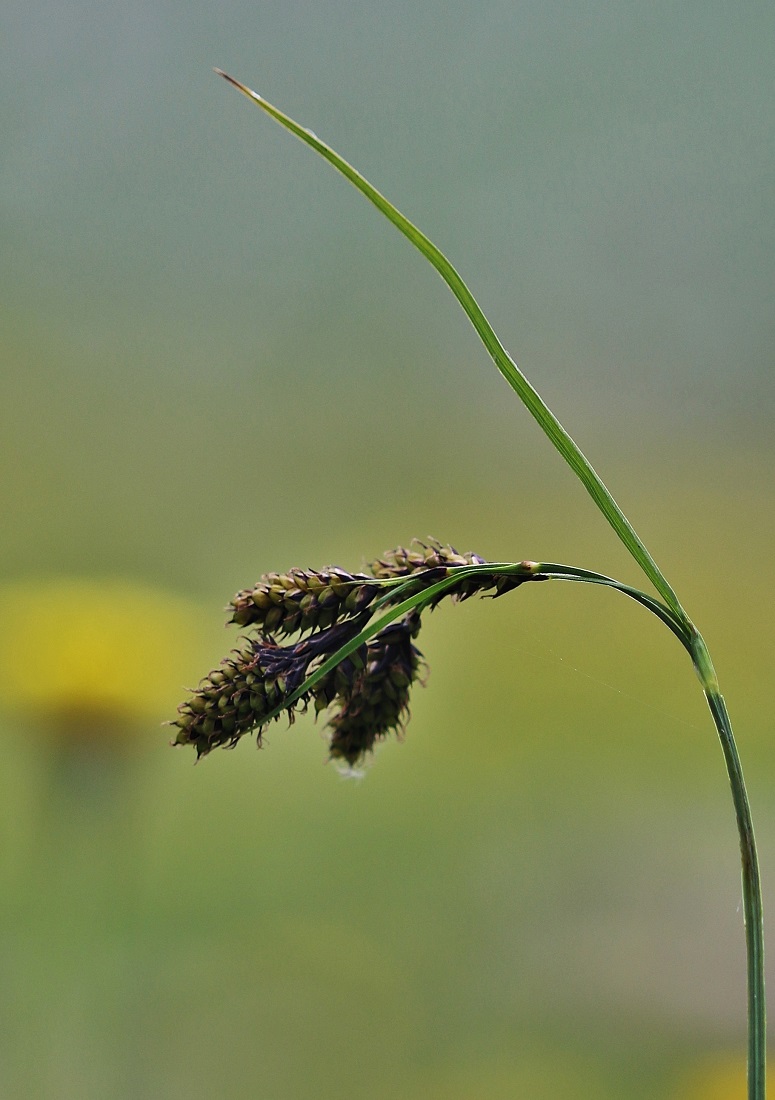 Image of Carex caucasica specimen.