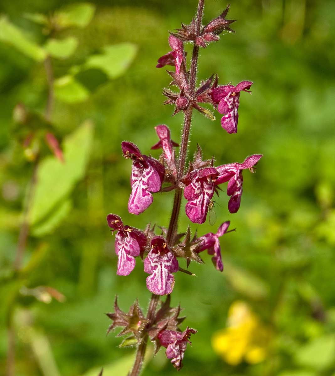 Image of Stachys sylvatica specimen.