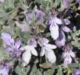 Teucrium brevifolium