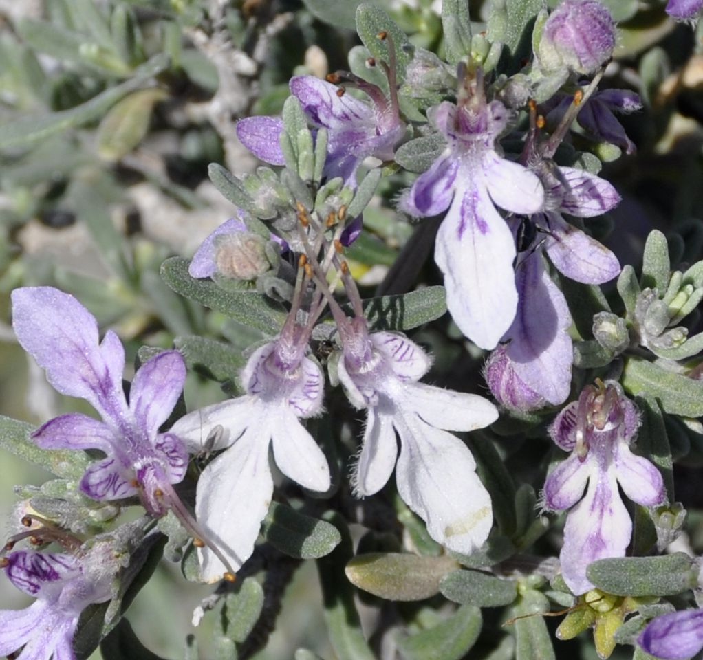 Изображение особи Teucrium brevifolium.