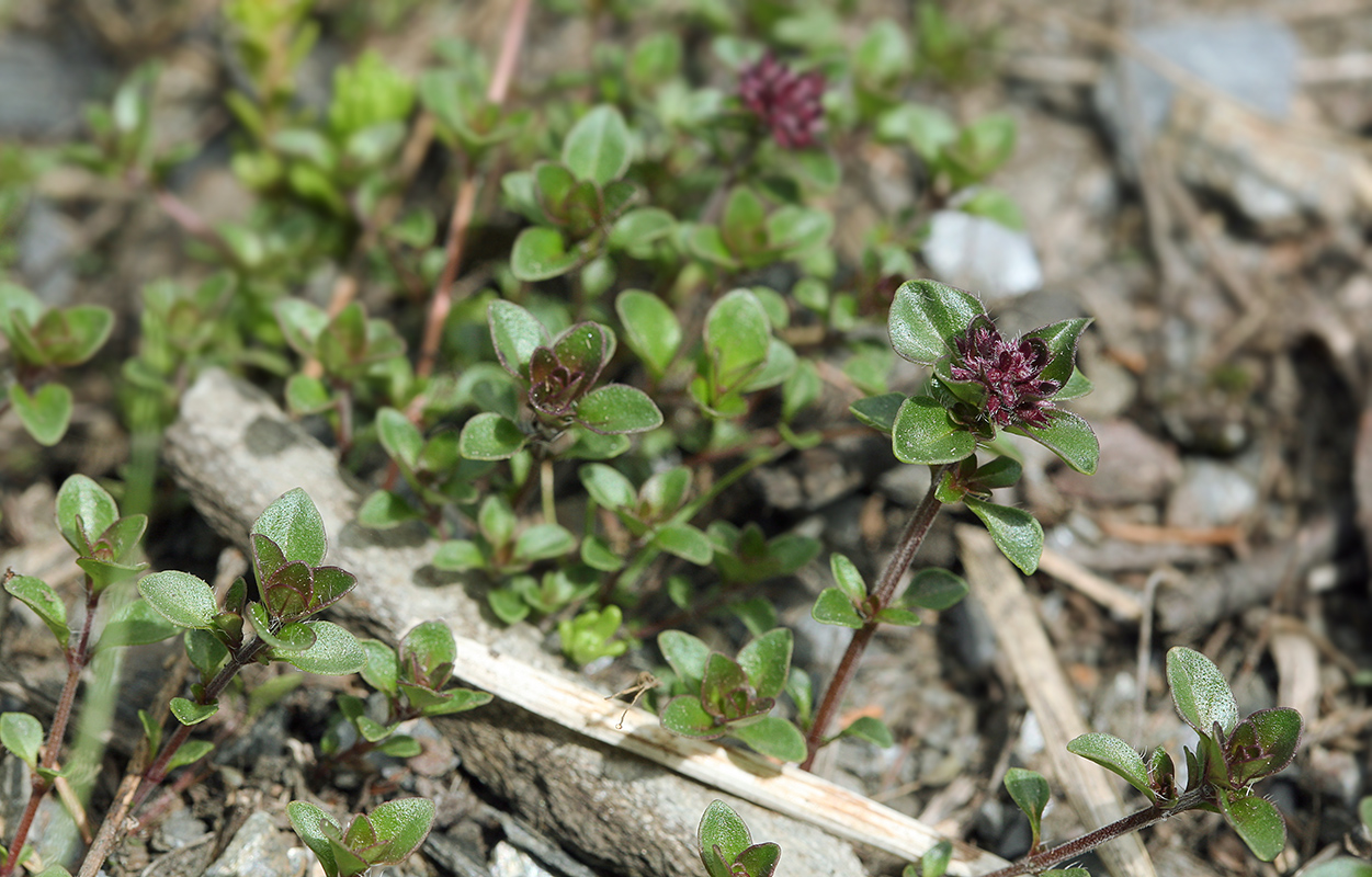 Изображение особи Thymus pulcherrimus ssp. sudeticus.