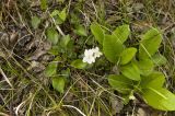 genus Viola. Цветущее растение в ассоциации с Primula vulgaris и Hedera helix. Крым, Бахчисарайский р-н, дубовый лес по дороге к Сюйреньской крепости. 07.05.2009.