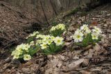 Primula vulgaris. Цветущие растения. Краснодарский край, м/о г. Новороссийск, гора Еременкова, грабово-дубово-буковый лес, 300 м н.у.м., склон небольшой балки с ручьём. 08.03.2018.