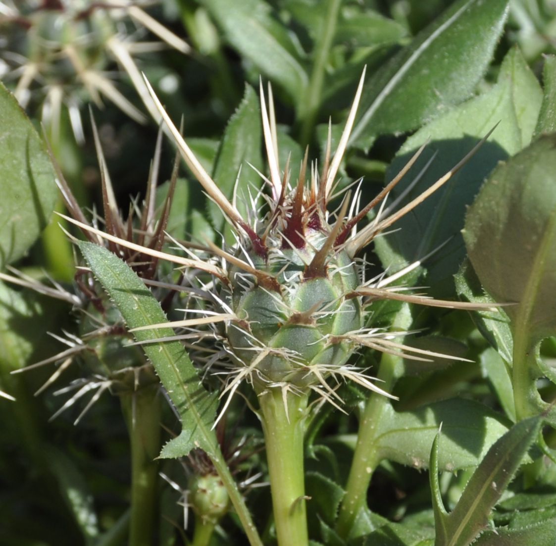 Image of Centaurea raphanina ssp. mixta specimen.