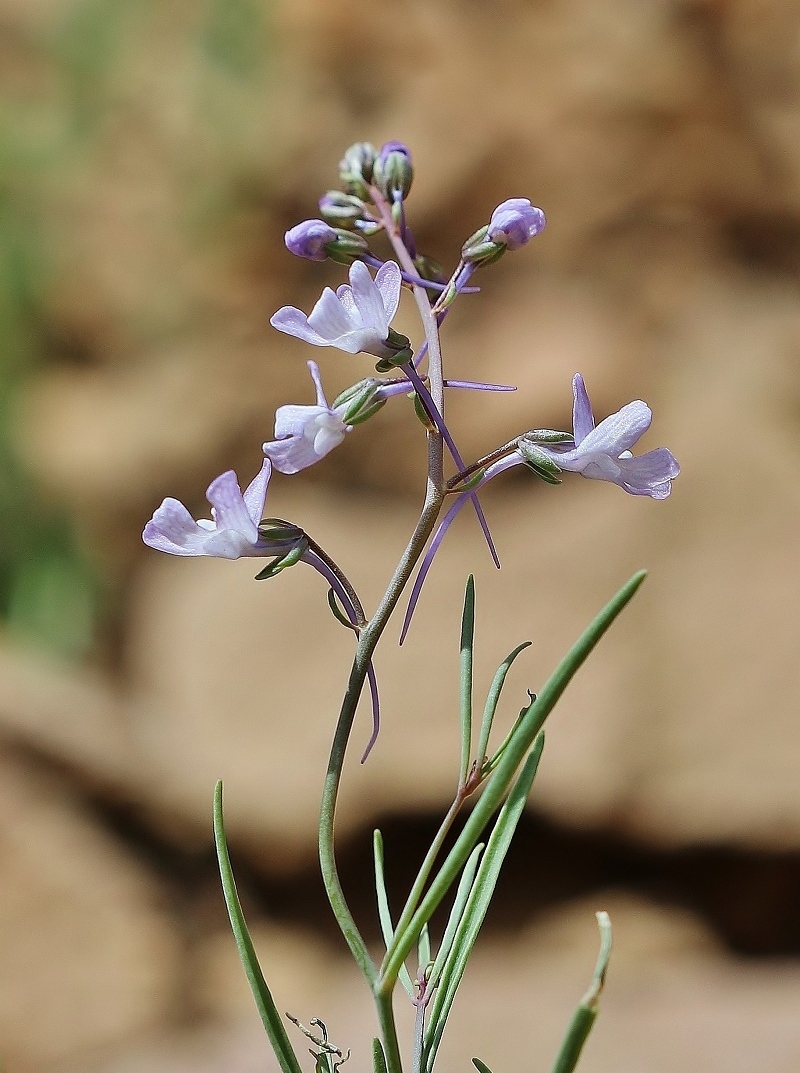 Image of Linaria armeniaca specimen.