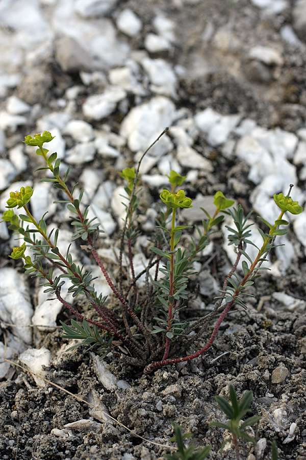 Image of Euphorbia petrophila specimen.